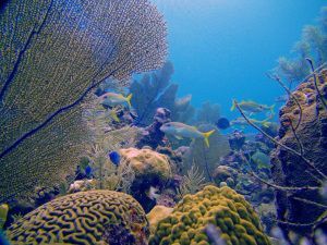 Cayman Eco - Beyond Cayman Climate change will transform cooling ...