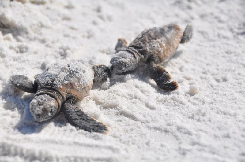 baby loggerhead sea turtles.197155450 std