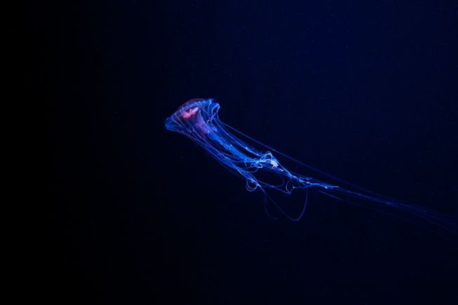 bioluminescent jellyfishjpg653x0 q80 crop smart.246105823 std